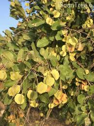 Image result for Combretum imberbe