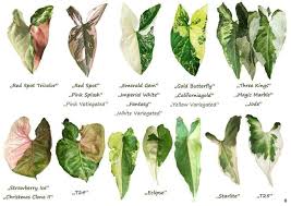 Why aroid plants have yellow leaves. Aroid Addict Indonesia Aroidaddictindonesia Home Facebook