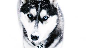 Explore our selected online non food range at tesco. Husky Full Hd Hdtv Fhd 1080p Wallpapers Hd Desktop Backgrounds 1920x1080 Downloads Images And Pictures