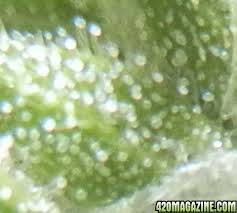 Do These Trichomes Look Ready To Harvest No Amber Yet 420