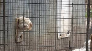 Puppyfinder.com is your source for finding an ideal puppy for sale in illinois, usa area. Illinois Senate Bans Puppy Mill Sales And Saves Lives