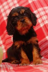 Puppy Noir Feu Elevage Du Jardin De Claire 2013 France Puppies Dogs Animals