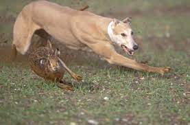 Il y a très longtemps, les chiens et les chats vivaient tous ensemble ! Mon Chien Est Un Predateur Qui Chasse Et Pourchasse