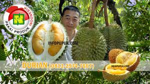 86 Gambar Akar Durian Belanda Paling Hist Infobaru