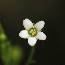 Image result for Samolus