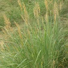 Image result for Landolphia glabra