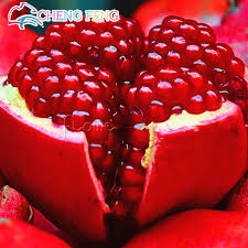 In this article we have listed the 10 most beautiful bonsai fruit trees. Hot Sale 20pcs Bag Giant Pomegranate Plants Home Plant Bonsai Tree Delicious Fruit Plants Very Big And Sweet For Home Garden Pla Buy At The Price Of 0 66 In Aliexpress Com Imall Com