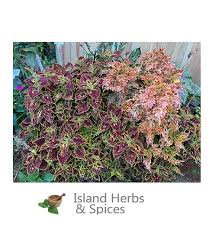 Image result for Coleus esculentus