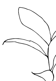 Black And White Line Drawing Prints Botanical Drawing Minimal Line Art Line Contour Illustration Simple Botanical Wall Art Black White Art Scandi Art Botanical Wall Art Affordable Art Prints