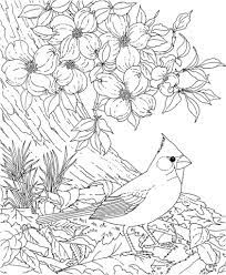 Feel free to print and color from the best 39+ north carolina coloring pages at getcolorings.com. Pin On Coloring Birds