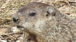 Groundhog day is here (it's february 2), and now the question people ask us most is not what the sprinkle clippings around areas where the groundhog frequents. Russian Groundhogs Agree It S Going To Be A Long Cold Winter