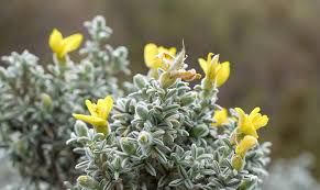 Image result for Priva curtisiae