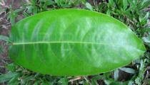 Image result for Ixora brachypoda