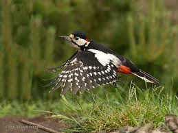 Grote Bonte Specht Van Vroegevogels Specht Vogel Im Flug Buntspecht