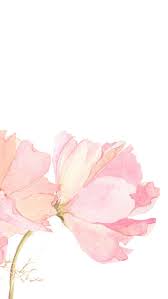 Australia's floral emblem, flowering in spring, right near my home! Pink Watercolour Floral Flowers Iphone Phone Wallpaper Background Lock Screen Technology And Gadget Floral Watercolor Watercolor Wallpaper Watercolor Flowers