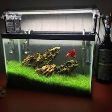 Ideas for a 4 gallon vase shrimp tank? 31 Betta Fish Tank Ideas Wonderfully Creative Designs