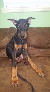 David goldfein or jennifer goldfein. Doberman Pinscher Club Of Lakeland Fl Home Facebook