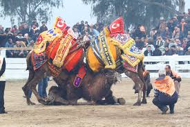 Young wrestlers greet a gypsy musician at the kirkpinar turkish oil wrestling festival in edirne in turkey. Camel Wrestling In Selcuk