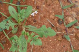 Image result for Oxygonum sinuatum