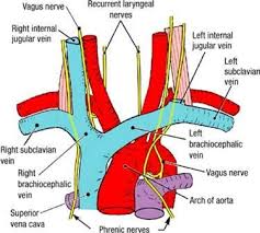 Brachiocephalic Vein And Surrounding Veins Anatomy Anatomy And Physiology Anatomy Vagus Nerve The brachiocephalic trunk (or brachiocephalic artery or innominate artery) is an artery of the mediastinum that supplies blood to the right arm and the head and neck.