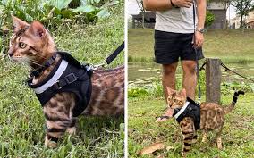 Our bengal kittens are 3 months old, well socialised with a very warm and friendly temperament and are ready for sale in order to go to a new. Maximus The Bengal Cat Who Loves To Play Hide And Seek Free Malaysia Today Fmt