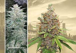 Dutch Passion S 5 Best Autoflower Strains