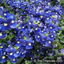Image result for Nemesia fruticans