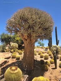 From flowering plants to succulents, our unique collection is perfect for any occasion. The Arizona Desert Is Kinda Magical Lilly Childers