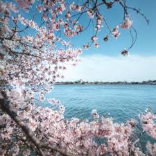 Including important tips on visiting national mall during not everyone has the luxury to go to japan to see cherry blossoms, right?! Cherry Blossoms Dc 2021 Peak Bloom Prediction And Travel Guide Cherry Blossom Dc Cheap Countries To Travel Cool Places To Visit