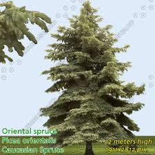 Maybe you would like to learn more about one of these? Texture Jpeg Tree Oriental Spruce