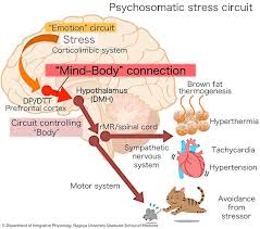 Image result for Temperature Regulation