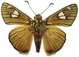 Image result for Uapaca sansibarica