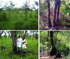 Image result for Marquesia macroura