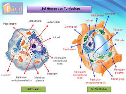 We did not find results for: 1000 Gambar Jaringan Sel Hewan Dan Tumbuhan Gratis Gambar Hewan