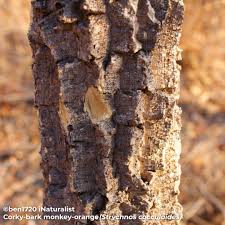 Image result for Strychnos cocculoides