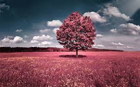 Pin By Laura Sanchez On Alberi Arbusti E Funghi Pink Nature Pink Trees Pink Grass