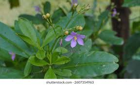 Image result for Talinum fruticosum