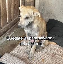 🥺❤️‍🩹 #ayudaurgente #perritoenfermo | TikTok