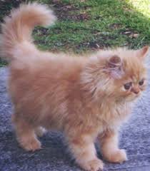 Mereka pun dianggap sebagai salah satu ras kucing lucu dan menggemaskan. 12 Perbedaan Kucing Anggora Dan Persia Lengkap Disertai Gambar Hobinatang