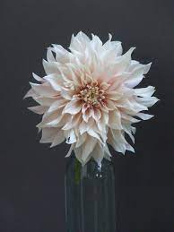 Loving My French Dahlias My French Country Home Beautiful Rose Flowers Dahlia Flower Tattoos Flowers