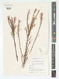 Image result for Struthiola montana