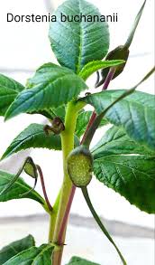 Image result for Dorstenia buchananii