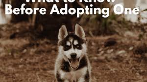 4.the collar receiver is ip66 waterproof while the transmitter is not waterproof. Five Things To Know Before Adopting A Siberian Husky Pethelpful
