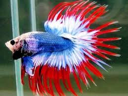 Poisson Combattant Aquarium Alimentation Photos Betta Fish Types Aquarium Fish Fish
