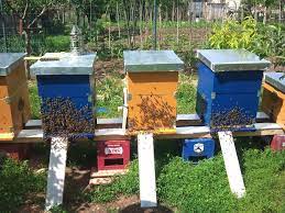 Anunturi gratuite cu stupi si centrifuga de miere sau familii de albine de vanzare. Vand Stupi Albine Stiriagricole Ro