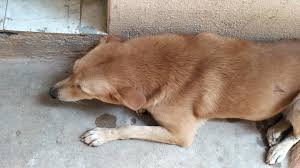 Bengaluru Outrage: CCTV Captures Maid Savagely Beating Puppy Goofy To Death  In Apartment Lift | VIRAL VIDEO #ZeeCards  https://zeenews.india.com/viral/bengaluru-maid-kills-puppy-goofy-cctv-animal- cruelty-theft-2979791.html