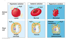 Check spelling or type a new query. What Is A Hypotonic Solution Get Education