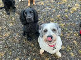 2nd Wednesday adventure with Islay, Leo, Luna, Rosie, Tess, Thor, Zara and  Logan 🐾 #pawsparadise