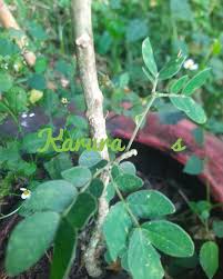 Image result for Suregada procera