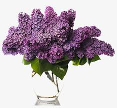No need to register, buy now! Flower Bouquet Stock Photography Vase Of Wisteria Lilac Bouquet Transparent Png 1000x818 Free Download On Nicepng